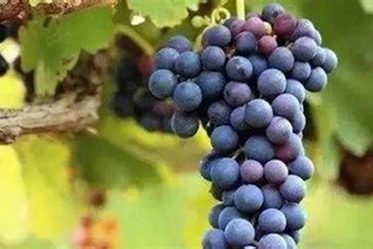 葡萄树如何施肥？