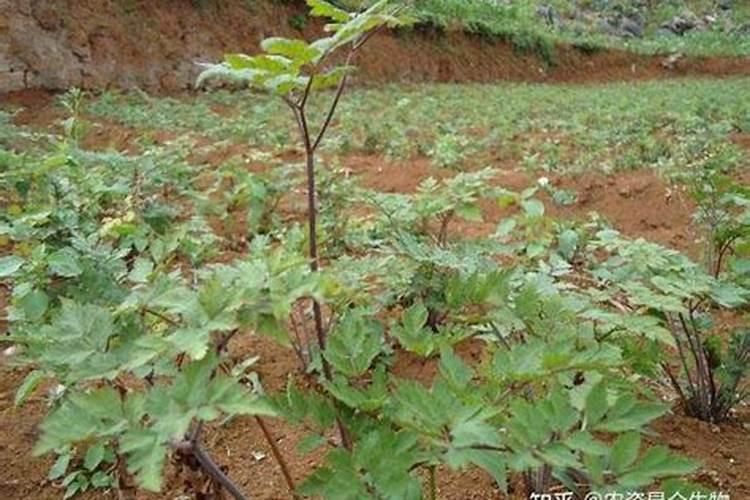 种植当归用什么肥料