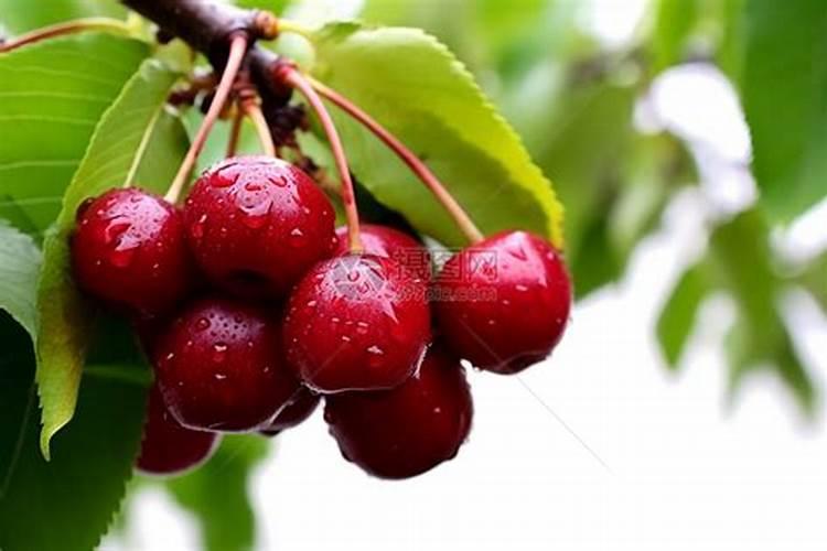 氧化钾和硫酸钾哪个好