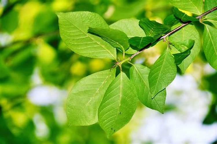 李子树无公害施肥技术是什么？