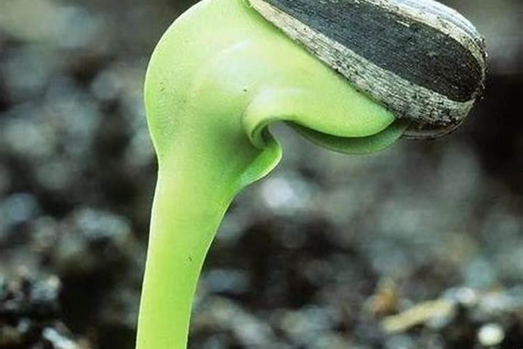 豌豆开花期可以喷芸苔素加红糖吗