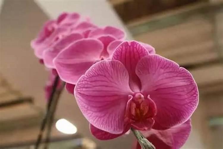 草莓苗生长缓慢怎么治 有哪些高产养殖方法