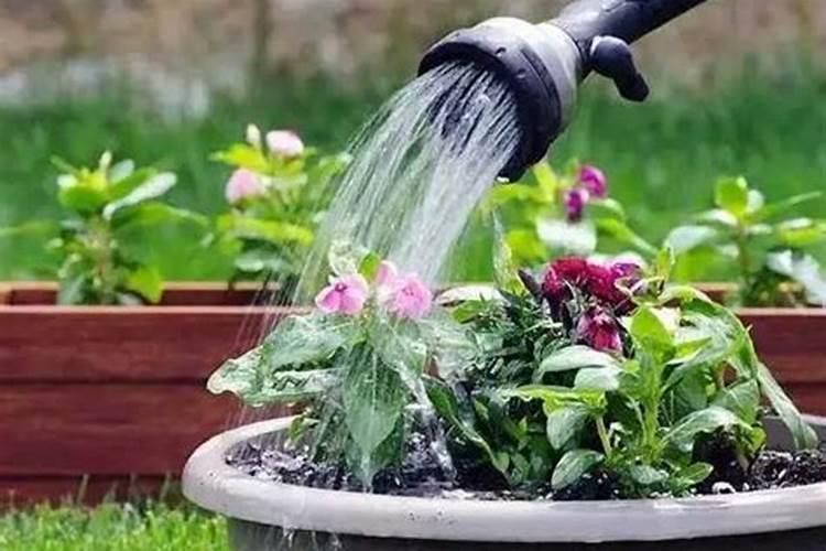 施肥后能不能马上浇水