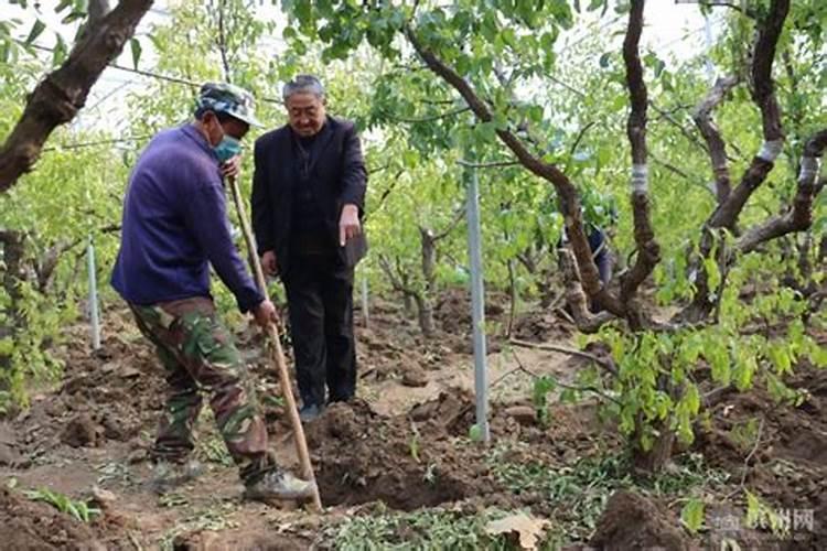 冬枣在开花期叶片卷曲、发黄是什么原因,导致枣花坐不住？