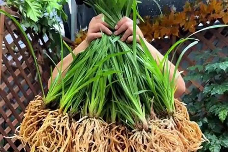 小苍兰发芽了怎么养 小苍兰的种植方法