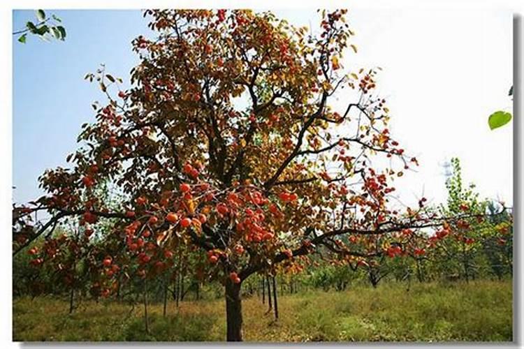 印尼的鱼胶都有哪些啊？