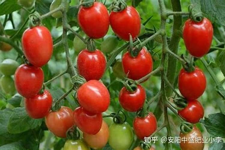 速效氮肥的主要成分