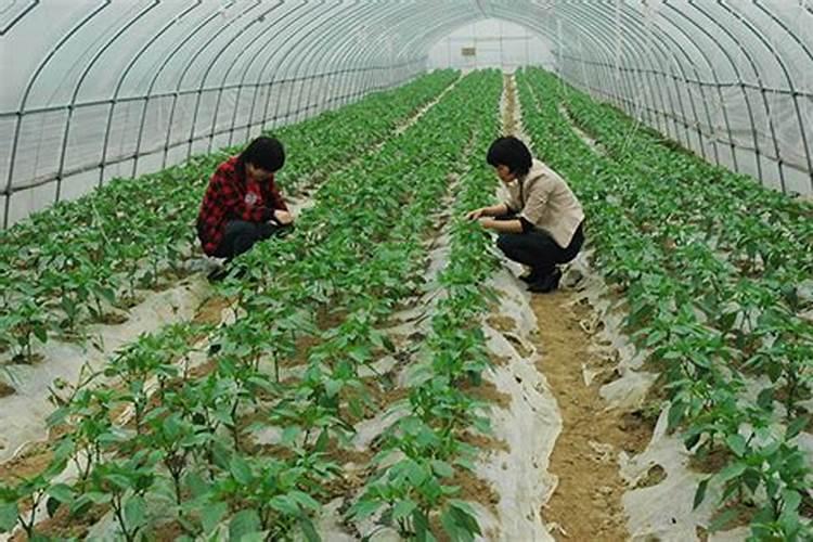 蔬菜用什么肥料最好
