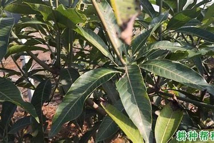 芒果树春季用什么肥料？