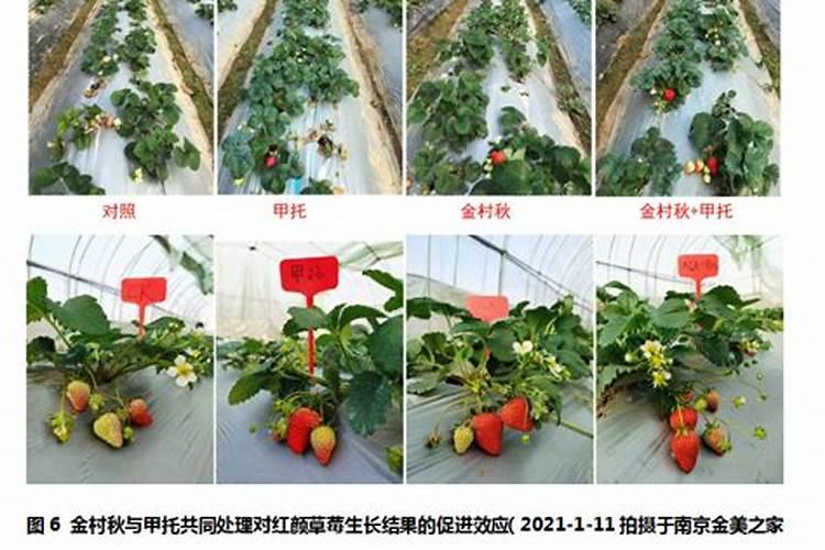 望秋巴斯夫叶面肥效果怎么样
