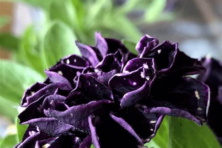 冬天给兰花施什么肥料好、果树冬天施肥应施什么肥料好