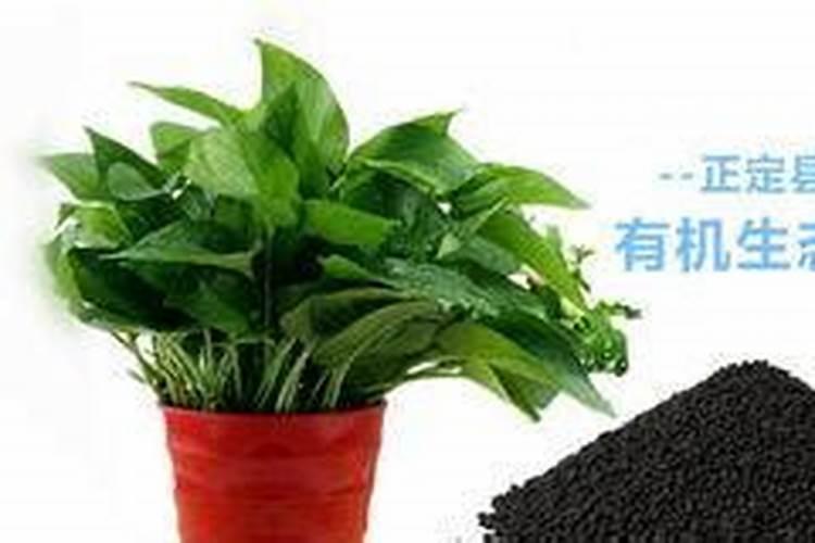 什么肥料养花最好用、养花一般要施什么肥料