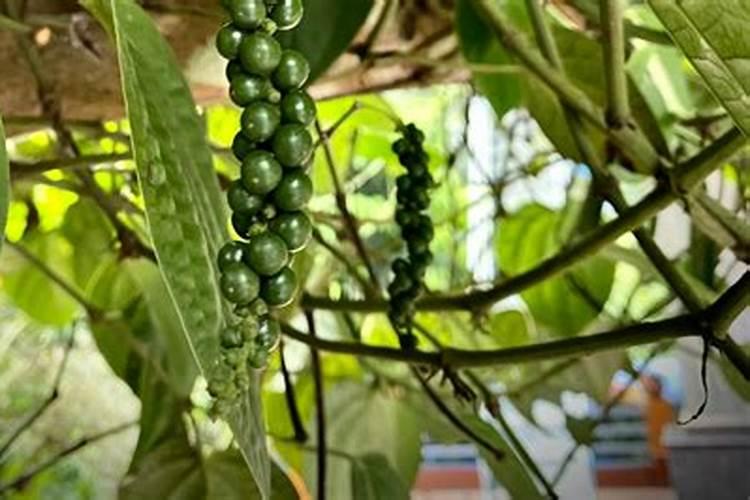 绿叶植物用什么肥料