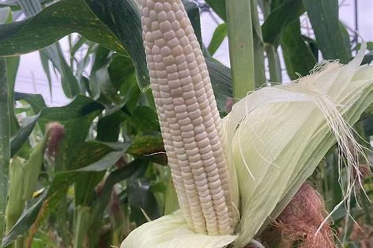 玉米专用肥哪个品牌好