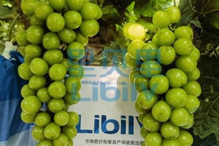 葡萄挂果期用什么水溶肥效果好？葡萄结果期上什么肥料产量高？