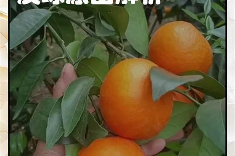 种植沃柑6个月适用放什么肥料