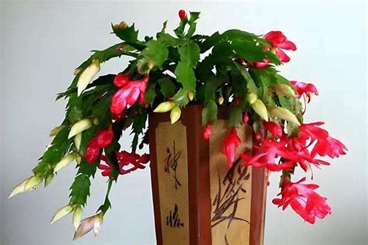 用这3个小方法,养长寿花金狐狸,株型更圆润,养成“小松树”