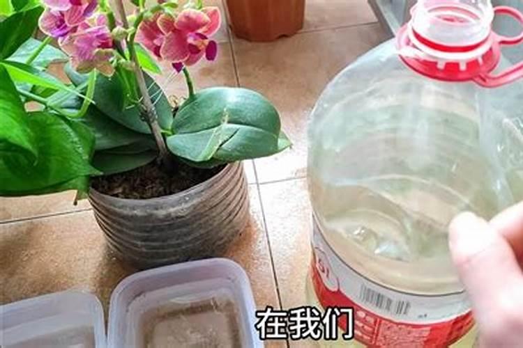 葡萄花期管理技术