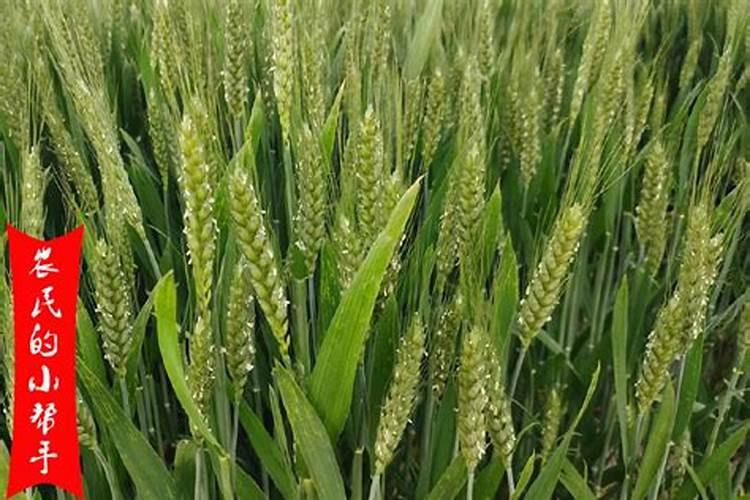 小麦后期打什么药