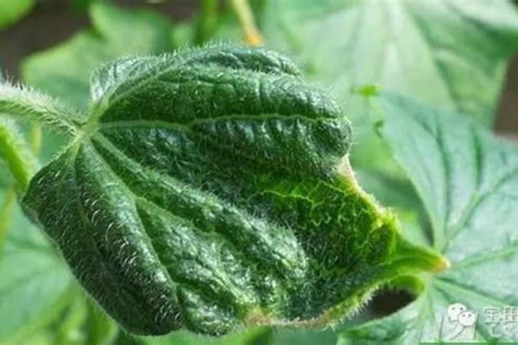 做肥料的蛋壳用生的还是熟的