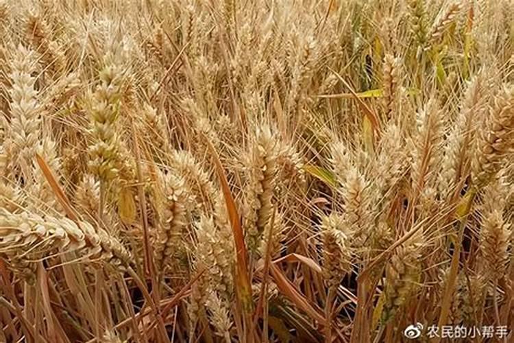 碱性土地用什么化肥