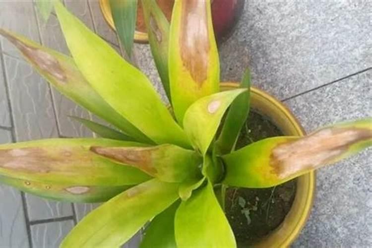 氮肥有哪些作用