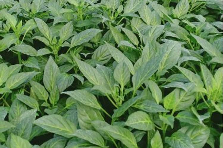 氮肥对农作物的影响