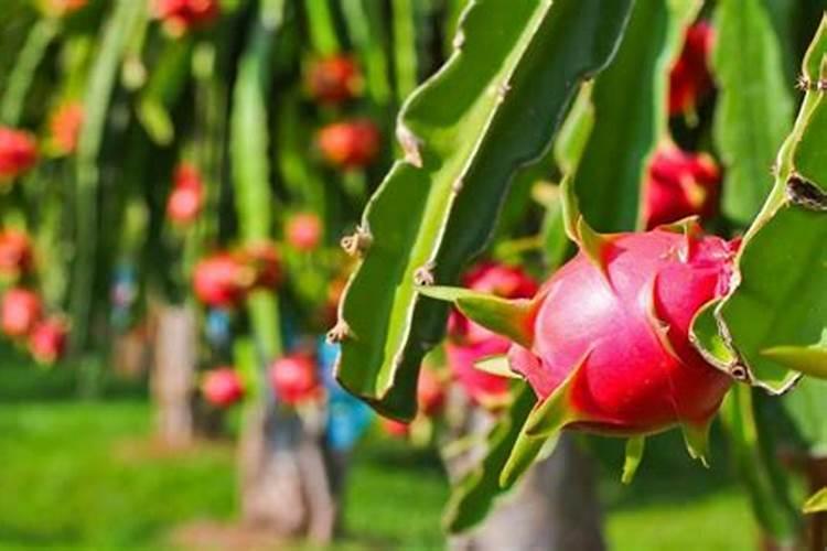 火龙果怎么施肥比较好