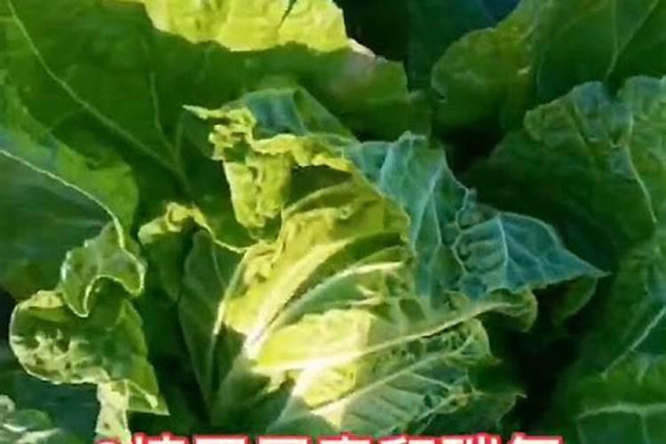 香蕉施什么肥最好