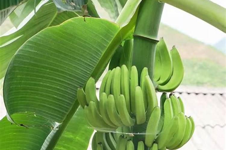 香蕉常用的有机肥料有哪些？