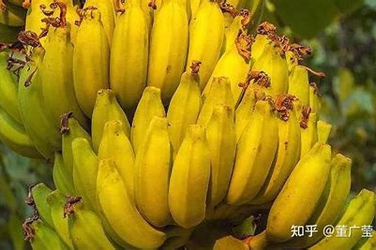 香蕉用什么肥料好