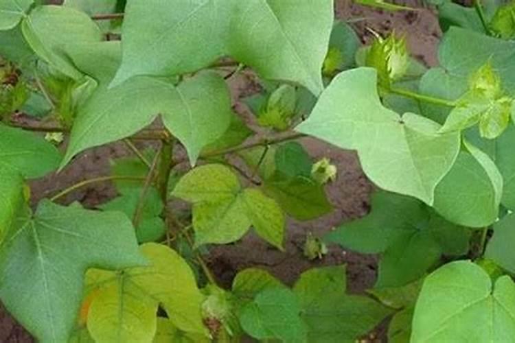 夏季天气温度高湿度大棉花会疯长,棉花疯长应该用什么药？