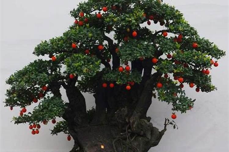 碧先达氨基酸水溶肥的效果