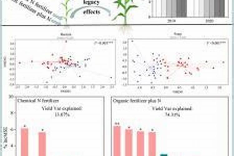 麦苗汁可以做什么