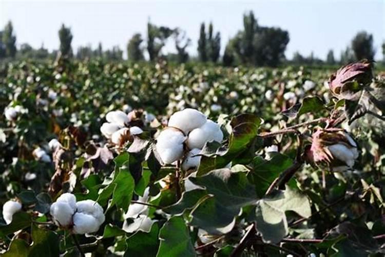 盛花期棉花如何施肥