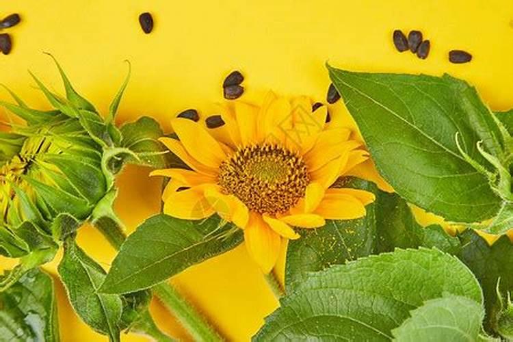 向日葵能施尿素么怎么用？