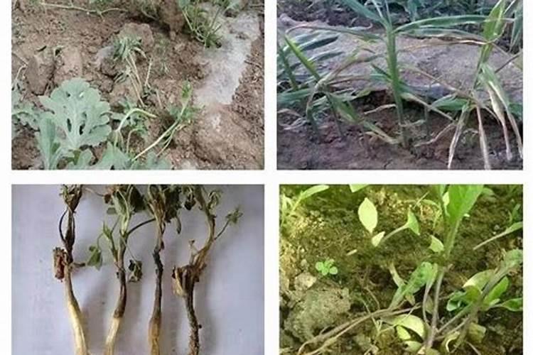 最好土壤处理杀菌剂