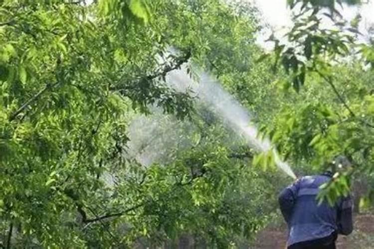 赤霉酸可以用于李子树上吗