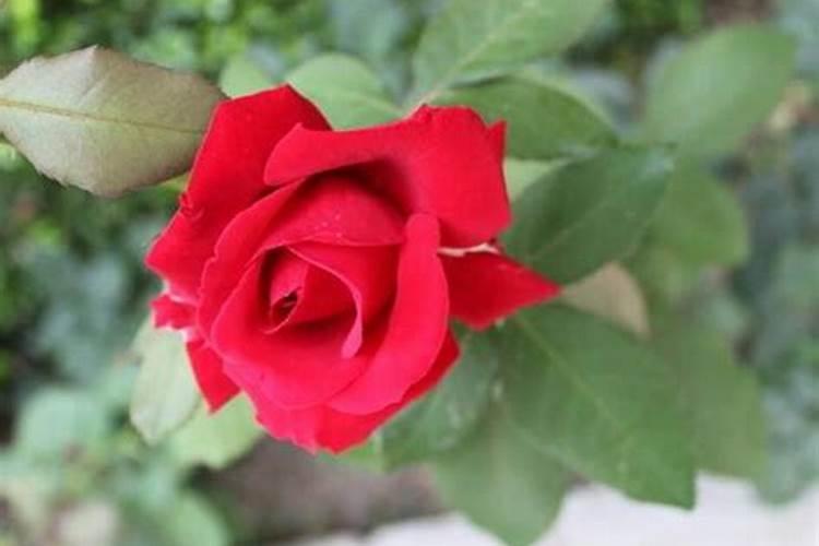 玫瑰浇什么肥料合适