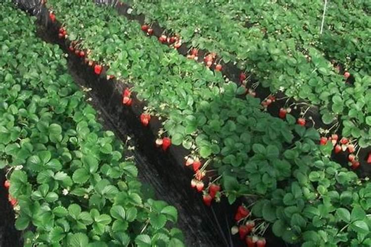 月季花可以用磷酸二氢钾肥吗(盆栽月季施什么肥最好)