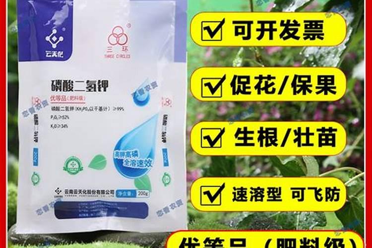 种植甘蔗时不打老叶行吗？