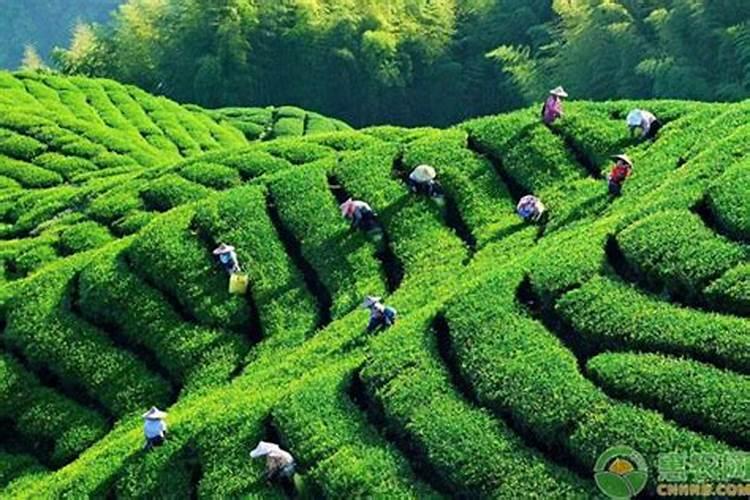 茶菊施什么肥最好