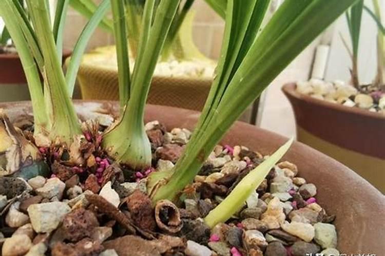 兰花用肥料哪种好