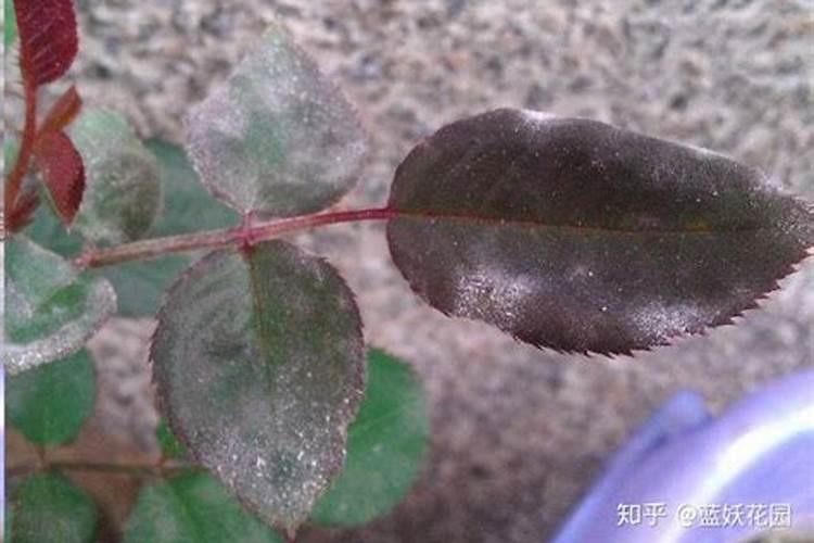 种植桃树时,每年要对其进行几次施肥？
