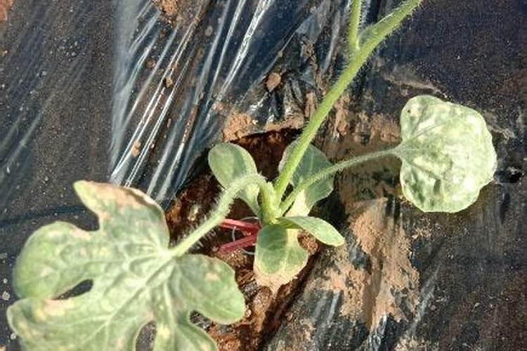 种植莴苣须知,哪些化肥有利于蔬菜长茎干呢？