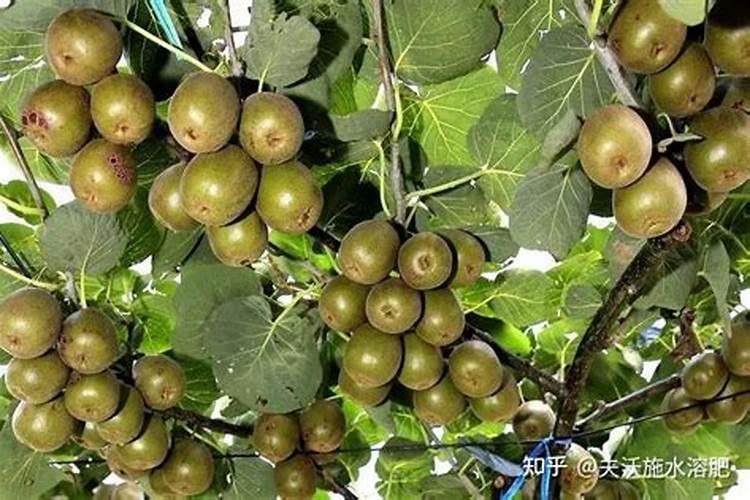 如何辨别水溶肥料的好坏