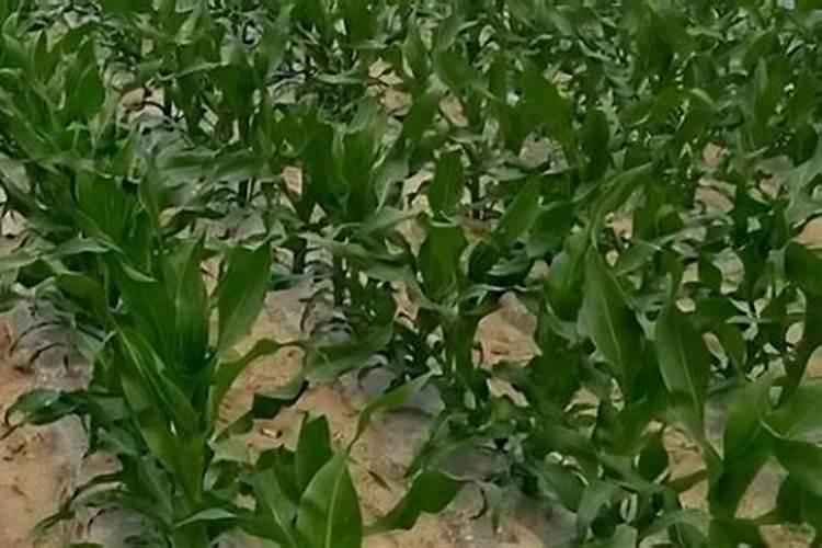 玉米叶片像钜齿形是什么病