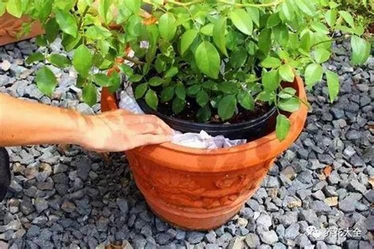 红掌浇什么肥料合适