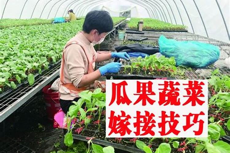 蔬菜瓜果挂果期施什么肥