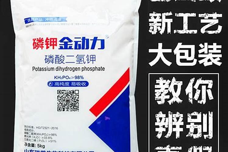 冬天大棚种植香菜可以吗 冬天大棚能不能种香菜